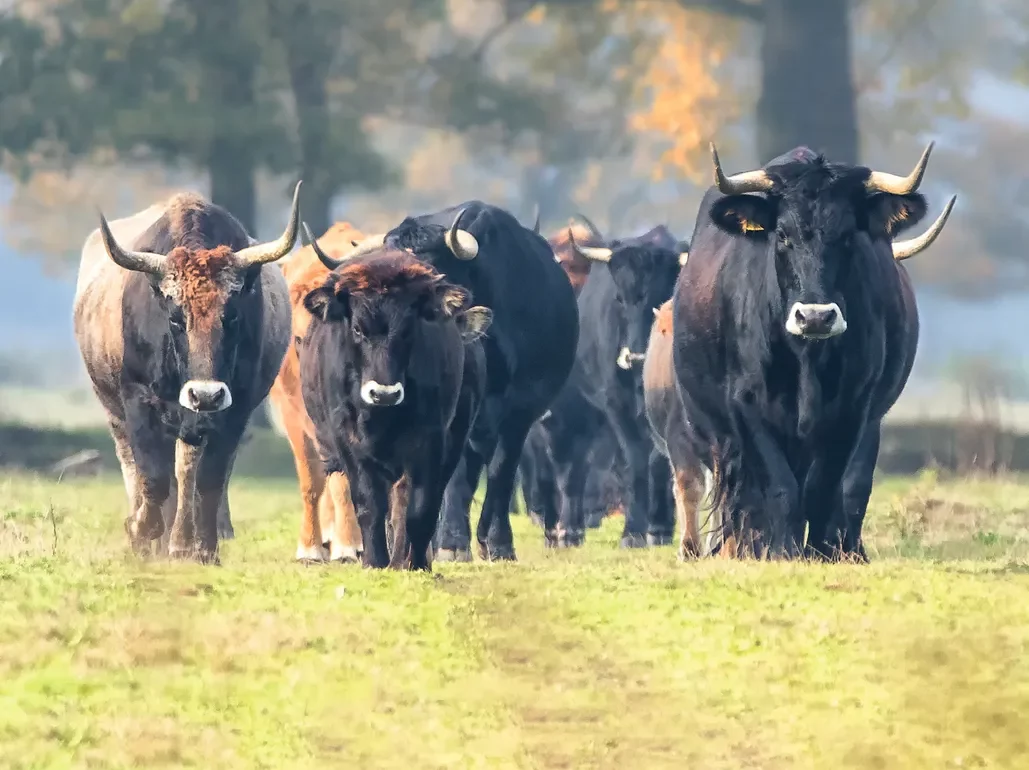 Srpen ve znamení runy Aurochs